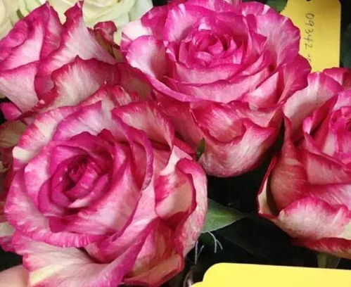 粉色玫瑰养护入门篇