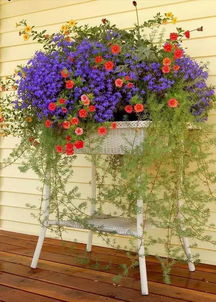 红薯藤——生命力旺盛， 简单易养