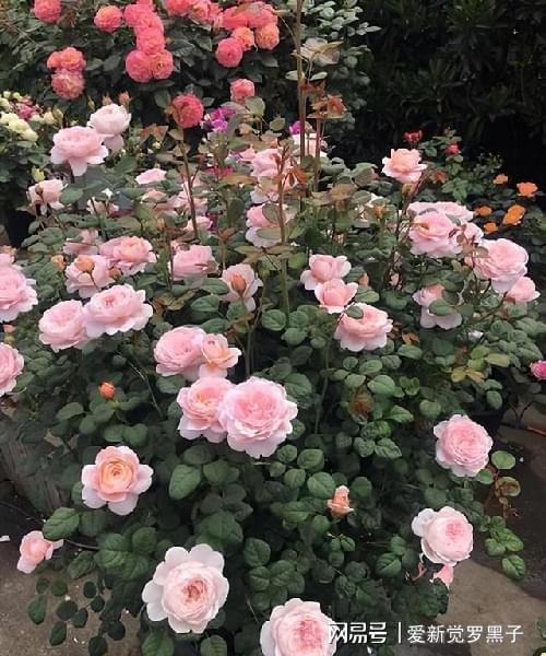 月季界的网红品种， 火龙果与天荷繁星