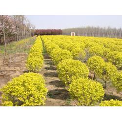 郑州苗木基地的大杂烩特色