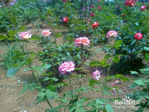 剪枝施肥，过冬第一步