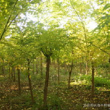 寻找国槐苗收购的伙伴