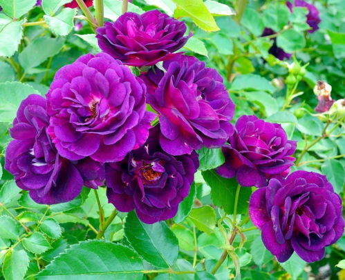 蓝紫色月季的美丽世界