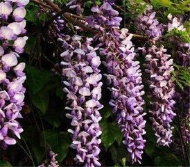 紫藤花，有毒吗？