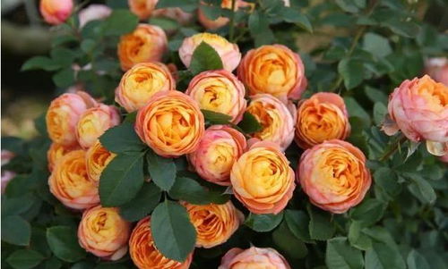 宝贝爱人月季， 花开如梦