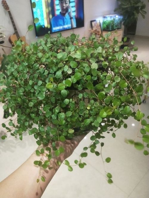 千叶吊兰种子繁殖过程中，如何正确处理种子发芽和生根阶段的注意事项