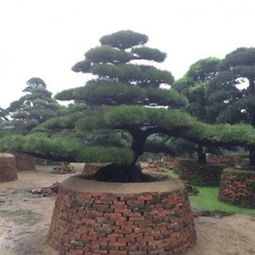 造型罗汉松的魅力