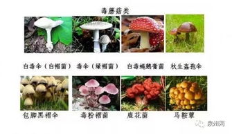 揭秘蘑菇养殖秘籍:掌握关键技巧与注意事项,轻松打造蘑菇农场!