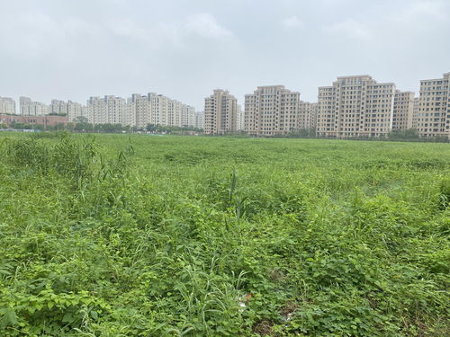 条播法才是王道