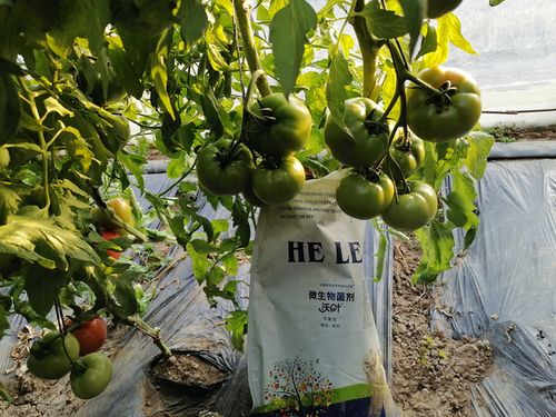 西红柿种植时使用什么肥料和浇水施肥的正确方法最有利于其生长