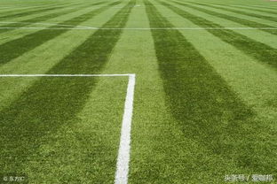 地毯草的养护和修剪