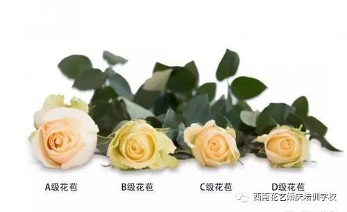 专家解读：玫瑰花的品种之谜
