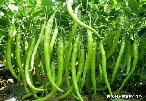 菜心喷什么农药杀虫效果好？