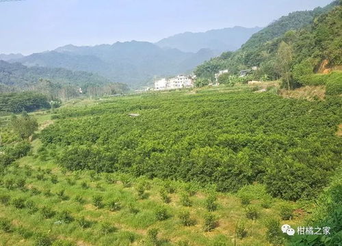 密度过高，黄叶飘落