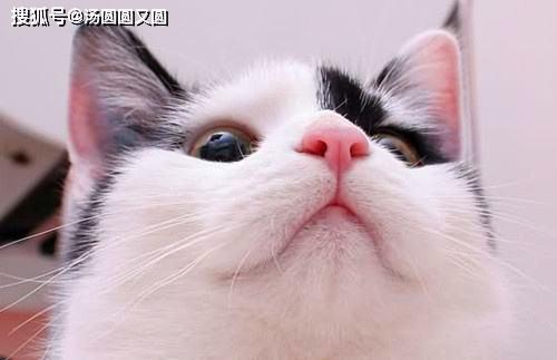 猫咪和消毒粉：小心宠物中毒