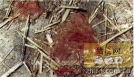 猪血液黏液病是什么引起的？