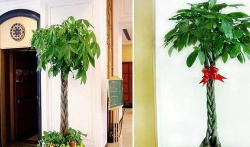 气候适宜， 生长无忧