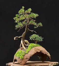 金钱松的风水寓意