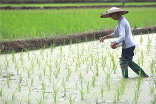 五月底， 芒种将至，农忙时节到来