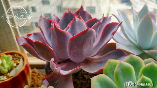 通风控水， 多肉生长的秘诀