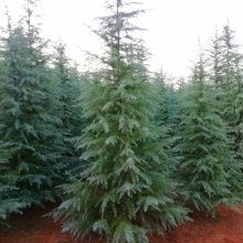 南京市浦口天昱生态苗木场：榉树的家园