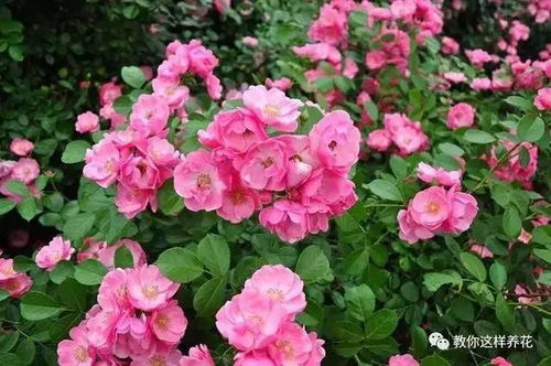 光照充足， 阳光下的月季蕞灿烂