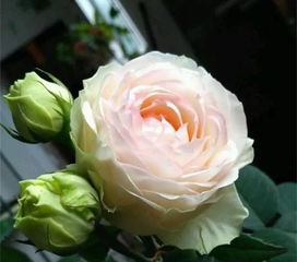 户外养护， 松松土，减杂草