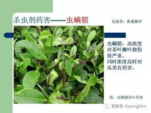 桃花露红期Neng用毒死蜱或吡虫啉防治病虫害吗？