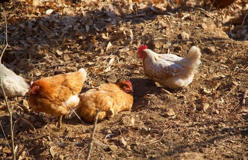 鸡拉肚子死亡原因及应对措施，鸡拉稀死亡后应该喂什么药？