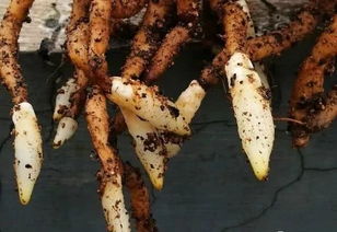 建兰花根腐烂怎么办？如何挽救这株美丽的兰花