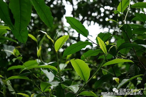 云南普洱茶，源于云南省
