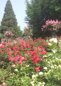 古老月季：历史的见证