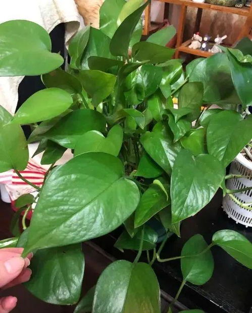 绿萝是观叶植物，为什么它叶子这么绿