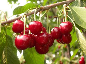 种樱桃就像找对象：堪外表梗要堪内涵