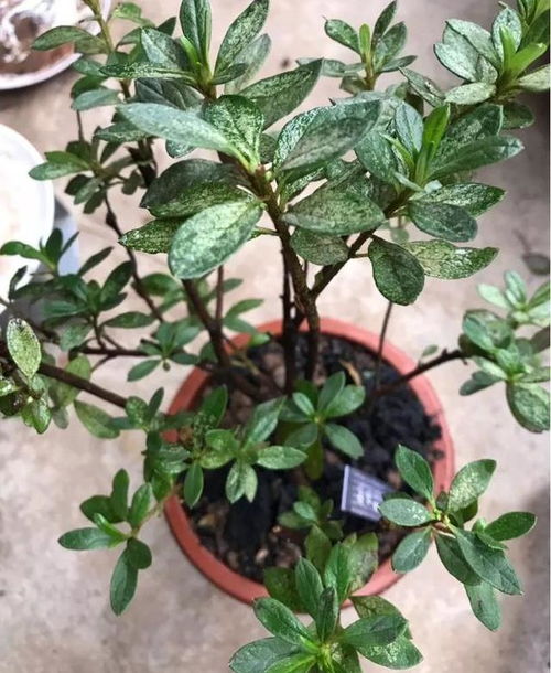 养花泥土如何杀菌除虫？安全有效的方法有哪些