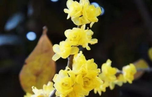 素心腊梅的韵味