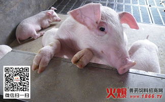 这个猪饲料配方真的能让猪每天增重2斤吗？