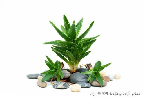 属羊养绿植最吉利？这些绿植让你事事顺心