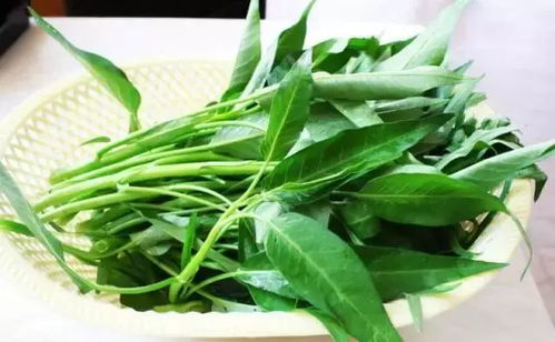 空心菜的种植特点