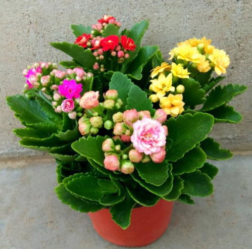 家中养花的要留心了