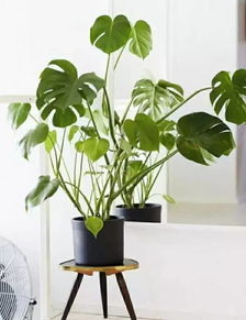 植物， 我们的生活小帮手