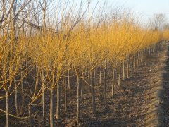 园林苗圃病虫害防治，如何选择合适的方法？