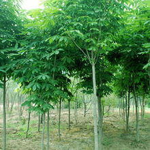 中国苗木网，多元与丰富的苗木资源