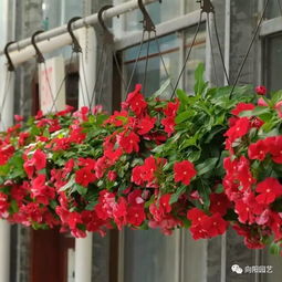 植物养护，有学问！