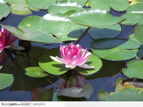 春天的脚步：荷花的初露