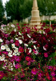 西北高原种花那些事儿