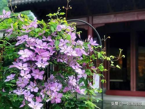 寒冷冬日 门口花台选花攻略