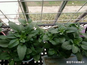 盆栽绿化养护定额探秘：盆苗的定额标准大揭秘