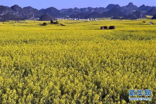 罗平油菜花海， 春天的黄金盛宴