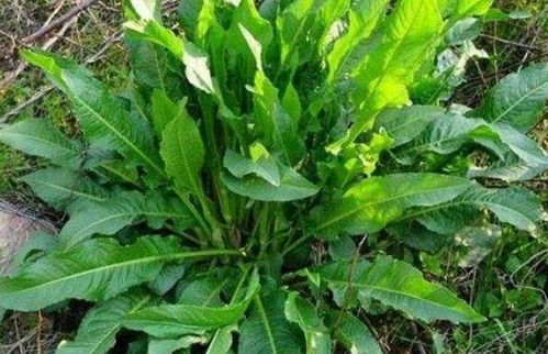 野荞麦叶能吃吗？食用百科上对它的营养成分和食用方法有详细介绍吗